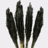 Cantal Grass Bunch - Black  (CGB-10)