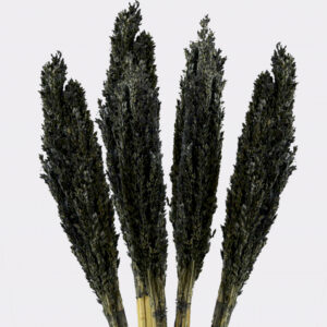 Cantal Grass Bunch - Black  (CGB-10)