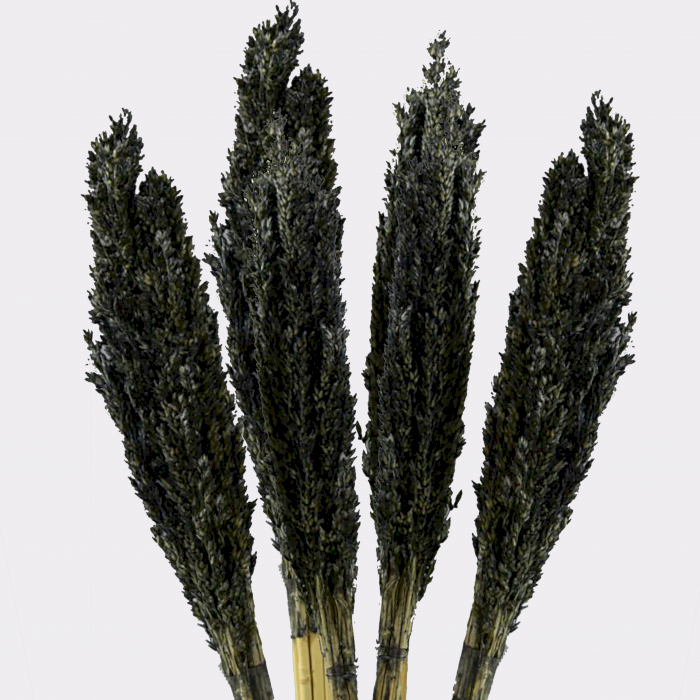 Cantal Grass Bunch - Black  (CGB-10)
