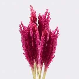Cantal Grass Bunch - Pink  (CGB-07)