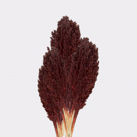 Cantal Grass Bunch - Chocolate  (CGB-05)