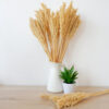 Cantal Grass Bunch - Natural  (CGB-01)