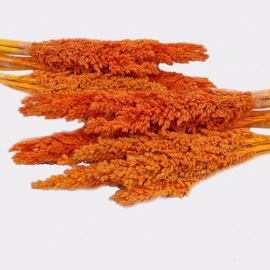 Cantal Grass Bunch - Orange  (CGB-03)