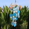 Coconut & Capiz Windchimes - Blue and White Stars - 30cm  (Copi-10)